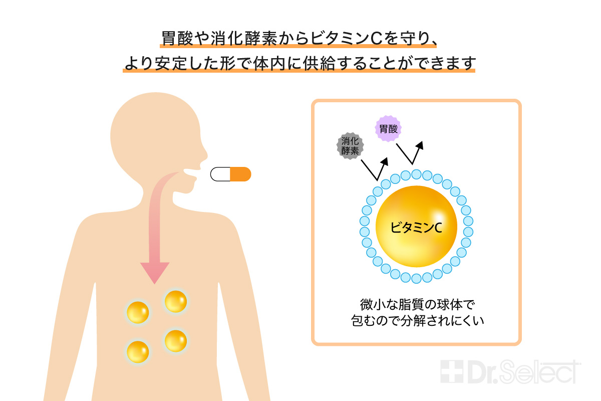 そもそも「リポソーム」とは？