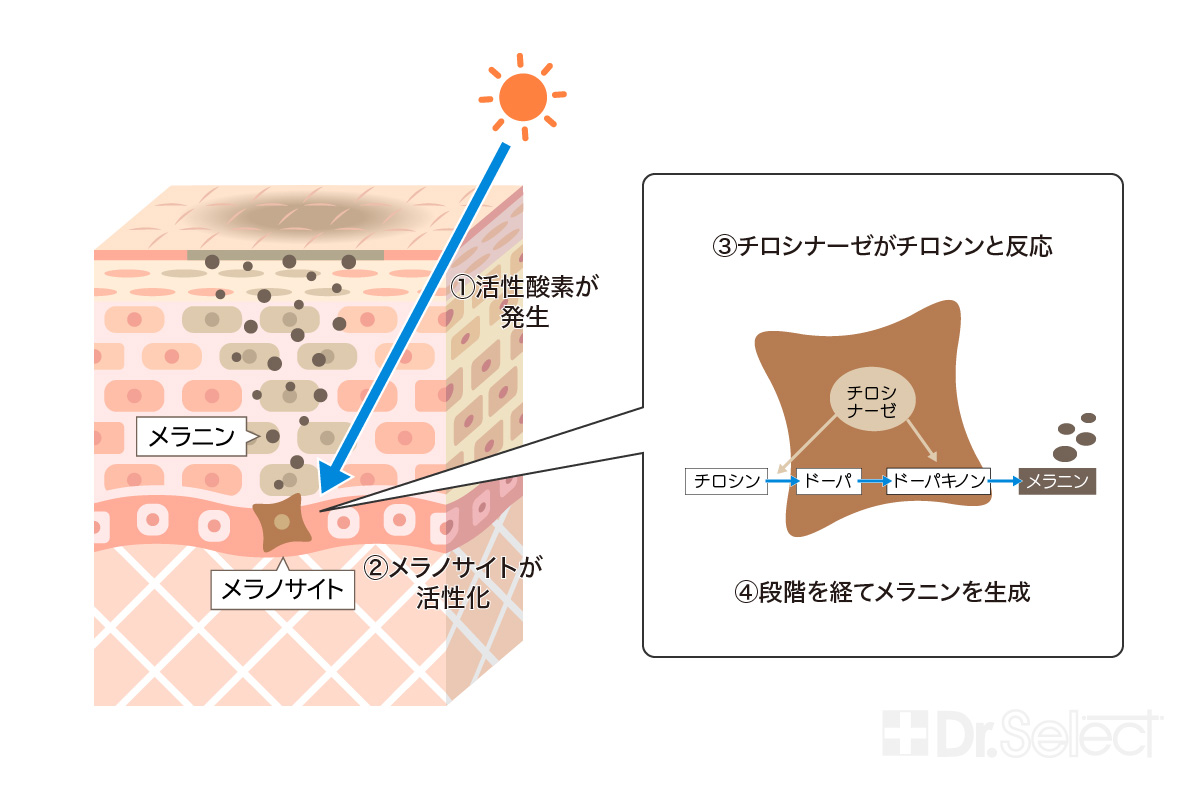 メラニン生成のメカニズム