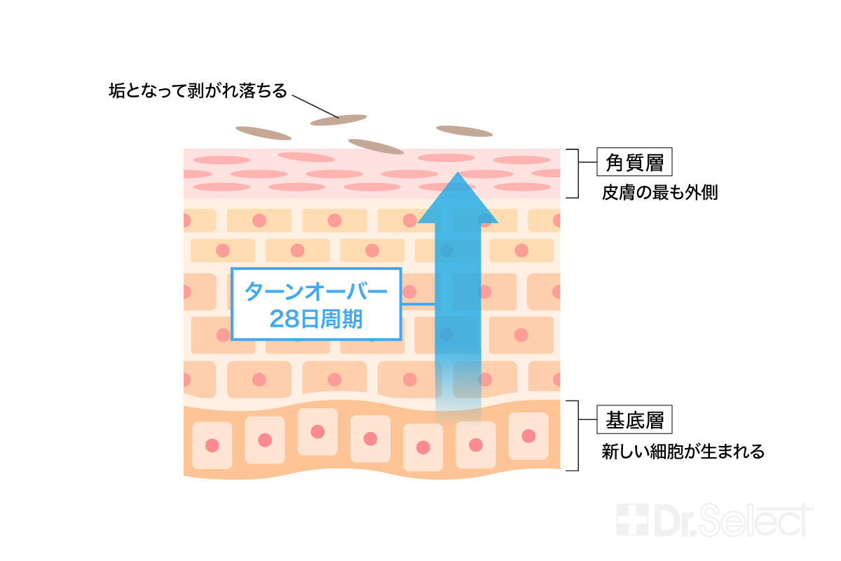 ターンオーバーについての説明図