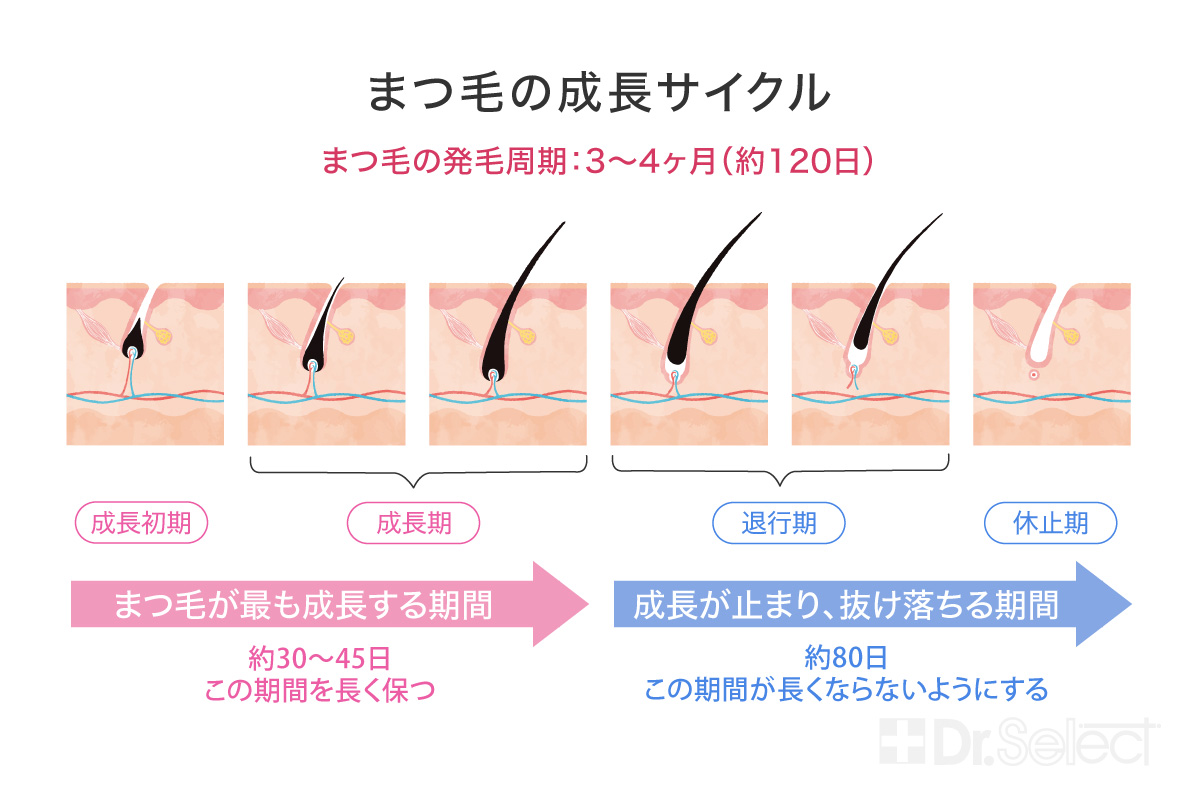 まつ毛の成長サイクル