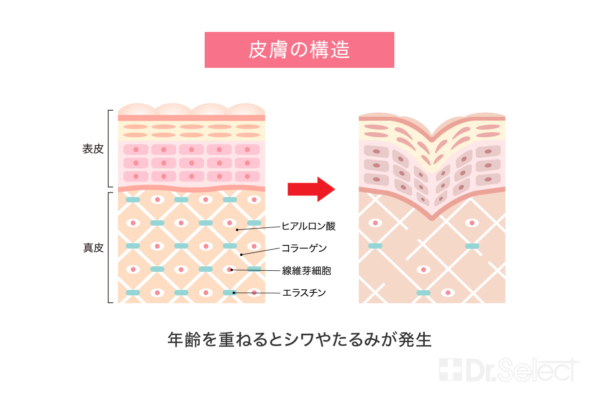 皮膚の構造についての説明図