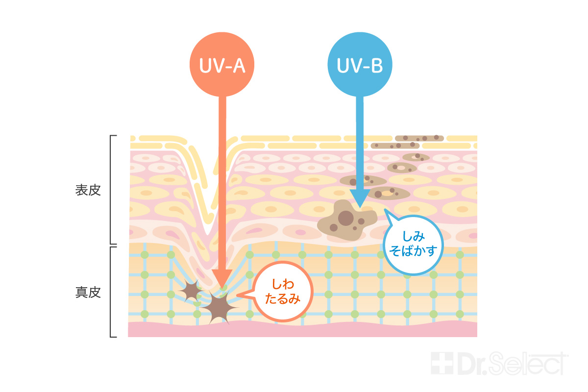 UV-AとUV-B