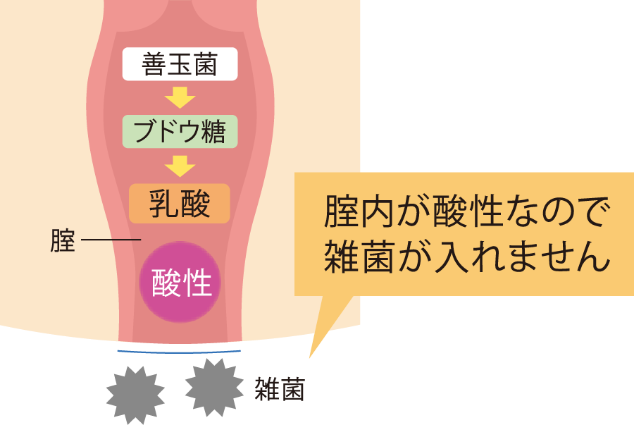 腟の自浄作用について