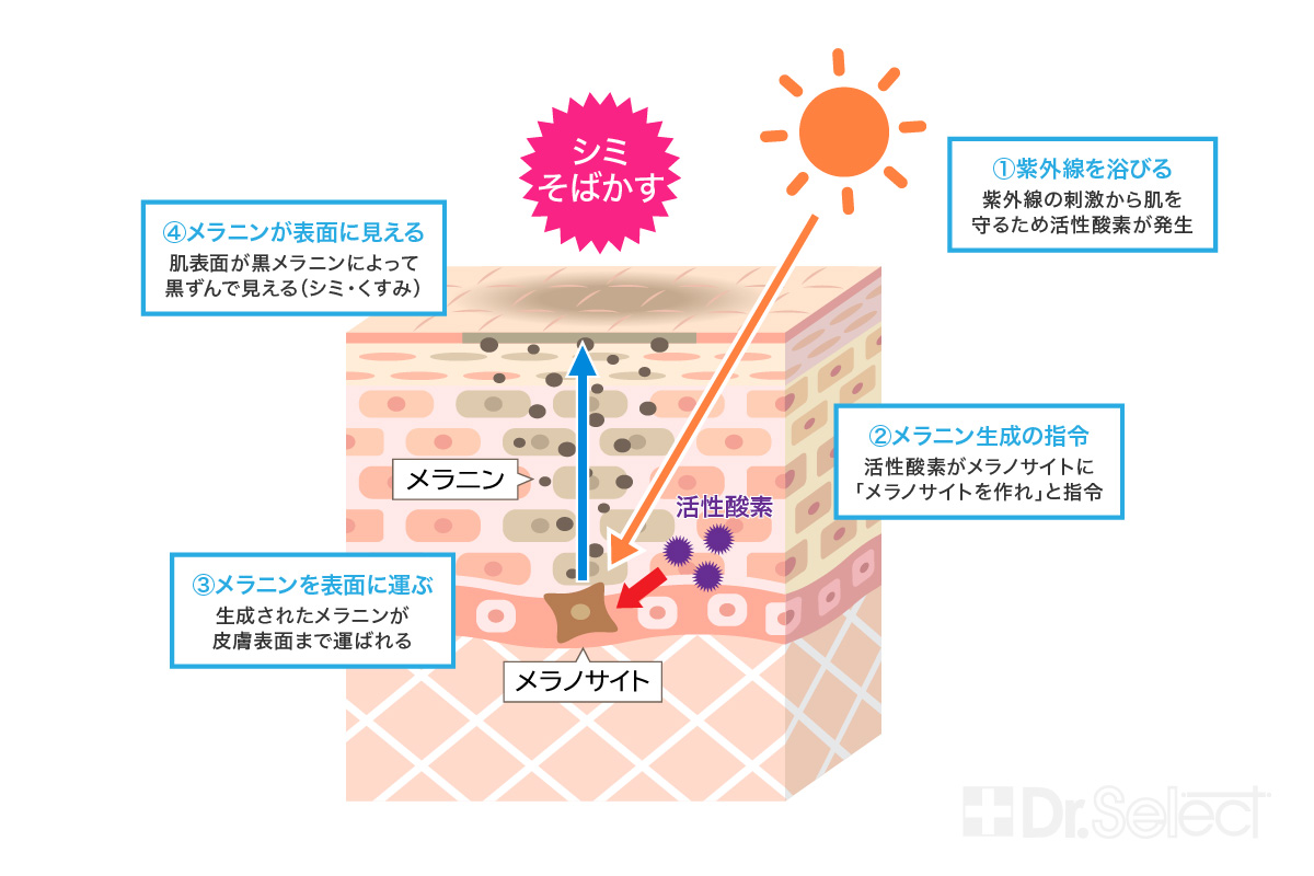 メラニン生成のメカニズム