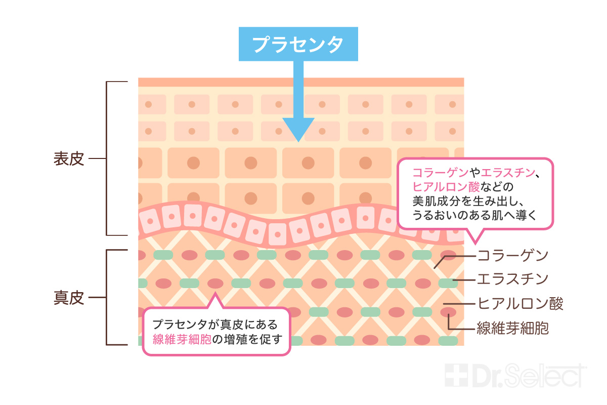 プラセンタの効果と特徴