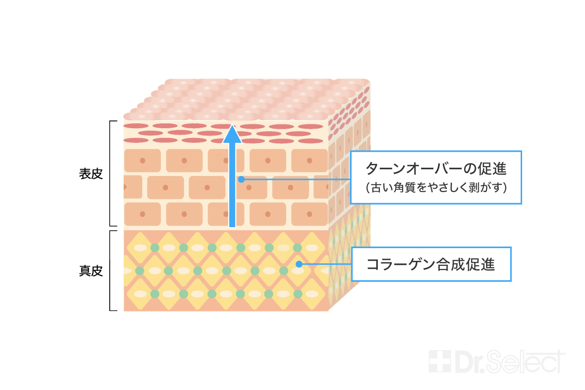 皮膚の構造